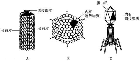 烟草花叶病毒形态结构图片