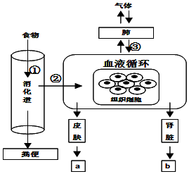 人体的消化系统消化食物,吸收营养物质,呼吸系统吸收氧气,排出