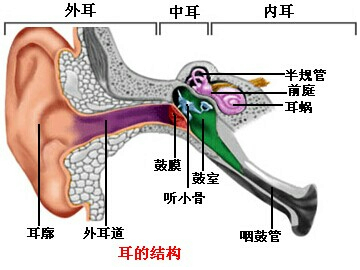 人的内耳包括( )a耳廓和外耳道b鼓膜听小骨鼓室c半规管前庭