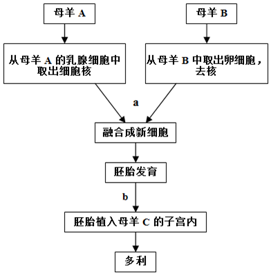 克隆羊多莉流程图图片