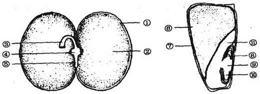 蚕豆种子剖面图片