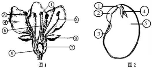 花生种子内部结构图片