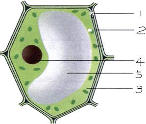 下图是植物细胞结构模式图据图回答问题