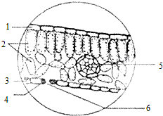菠菜叶片下表皮细胞图图片