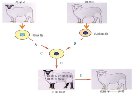 如图是克隆羊"多莉"的培育过程示意图