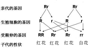 Dd自交的遗传图解图片