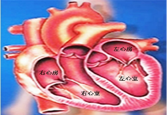 右心房结构图图片