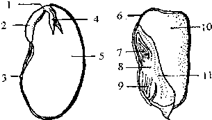 剖面图中数字代表的结构名称:2胚根胚根,4胚芽胚芽(2)菜豆种子中的1