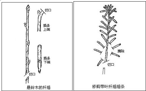 文竹扦插繁殖方法图解图片