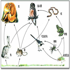 5条动物食物链简笔画图片