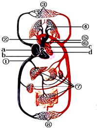 心脏的动静脉的循环图图片