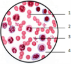 各种血型显微镜下图片图片