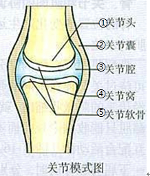 點評:解此題的關鍵是理解掌握關節的結構,關節在運動中起著支點的作用