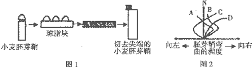 图1是以小麦胚芽鞘进行的实验过程示意图.