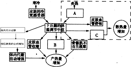 高中生物体温调节图解图片