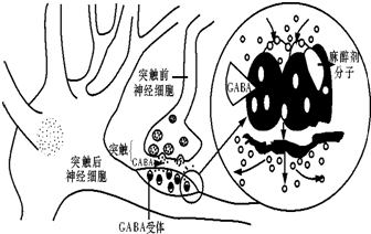 為研究乙酰膽鹼濃度與反應時間的關係,實驗人員設計瞭如下實驗:在圖