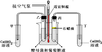 某生物实验小组为探究酵母菌呼吸方式设计了如下实验装置