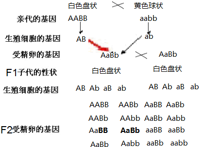 f2杂合白色球状基因组成为aabb占4/16,纯合黄色盘状基因组成是aabb占1