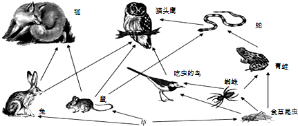 如图是某草原生态系统中部分生物形成的食物网