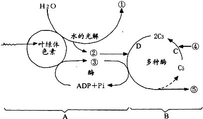 如图是叶绿体中光合作用过程的图解请根据图回答