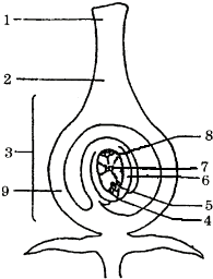 倒生胚珠的结构图图片