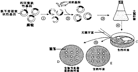 耻垢分枝杆菌手绘图图片