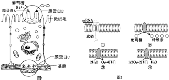 如图1表示小肠黏膜上皮细胞亚显微结构示意图