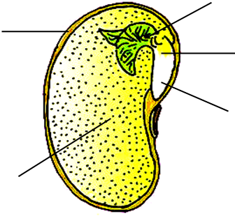 大豆种子结构图手绘图图片