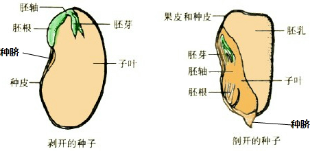 各种种子的内部结构图片