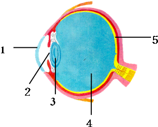 眼球结构图手绘简图图片