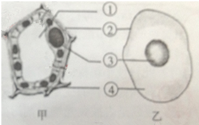 请根据所学知识回答下列回答下列问题:(1)如图中的 图是黄瓜果肉细胞