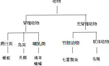 请为下列几种小动物编制一份简单的检索表