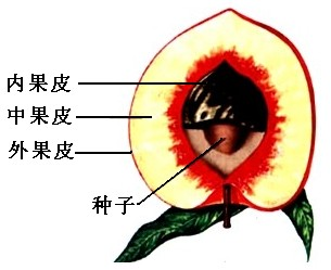 桃子果实的剖面图图片