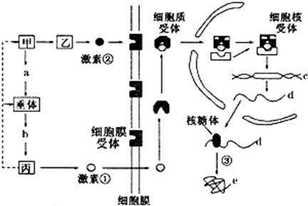 人体激素有哪些图片