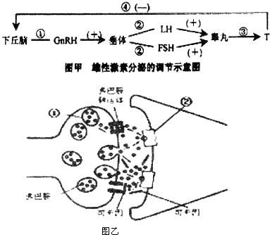 如图为男性性激素一睾酮(t(雄性激素)的调节机制.