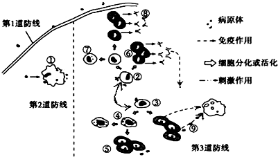 免疫系统的三道防线图片