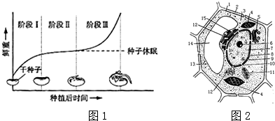 大豆种子萌发示意图图片