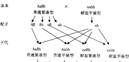 玉米遗传图解图片