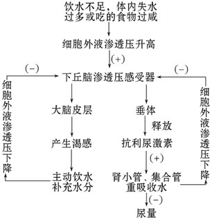 水盐平衡调节过程图解图片