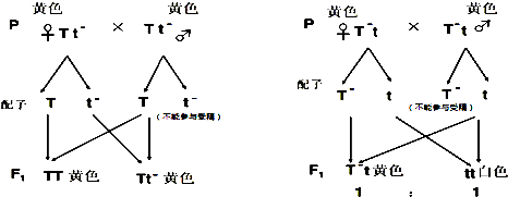 玉米遗传图解图片