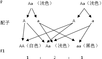 自交的示意图图片