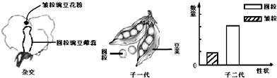 豌豆解剖结构图图片