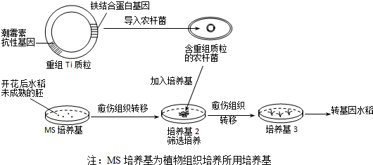 如图为含铁量较高转基因水稻的培育过程示意图,请分析回答