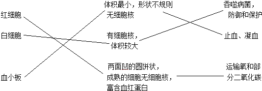 将各种血细胞名称与其形态结构特点以及主要功能用线连起来