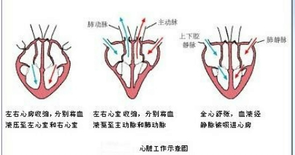 心脏工作示意图图片