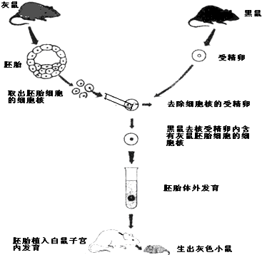 如图是几位科学家所做的细胞核移植实验示意图