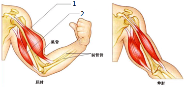 (2)人在做屈肘时上臂的肌肉中处于收缩状态的是[ ] 