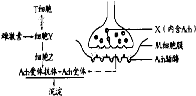 (1)結構x是__________,其中的ach(乙酰膽鹼)釋放到突觸間隙穿過