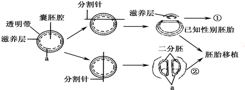 胚胎分割工具图片