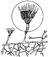 青霉菌形态的结构简图图片